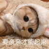 萌宠 猫星人 要亲亲才能起来 难过 呆萌 可爱