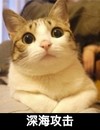 猫咪 等待 可爱 深海攻击