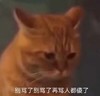 萌宠 喵星人 别骂了 再骂人傻了 呆萌 搞怪
