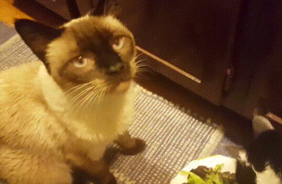 喵星人 萌宠 可爱 猫咪