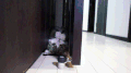 猫咪 躺着 舌头 可爱