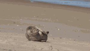 海狮 沙滩 蠢萌 可爱
