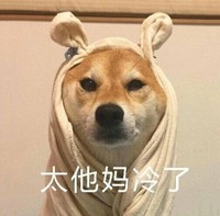 狗狗 大眼睛 黄毛 太他妈冷了