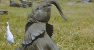 小象 可爱 甩鼻子 玩嗨了 小逗逼 动物
