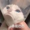 萌宠 喵星人 想哭 委屈巴巴 可爱 憨憨