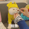 萌宠 猫星人 精致 搞怪 呆萌 可爱