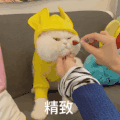 萌宠 猫星人 精致 搞怪 呆萌 可爱