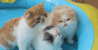 猫咪 三只 可爱 萌