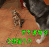 握爪 他乡遇知音必须握个爪