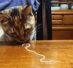 猫咪 面条 吃东西 速度