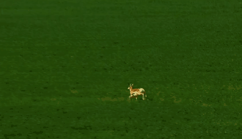 奔跑 纪录片 羚羊 航拍美国 草原 风景