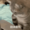 萌宠 喵星人 回消息呀 等你回我 呆萌 可爱