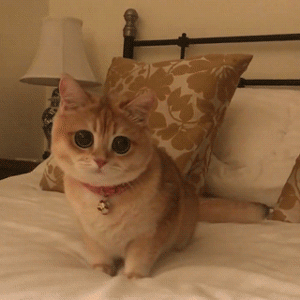 猫星人 可爱 呆萌 逗 表情