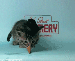 小猫 想吃 可爱