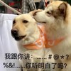 萌宠 汪星人 我跟你讲 你听明白了吗 呆萌 可爱