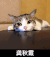 猫猫咪 趴着 眼神 龚秋霞