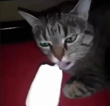 萌宠 猫咪 吃雪糕 被冰到了