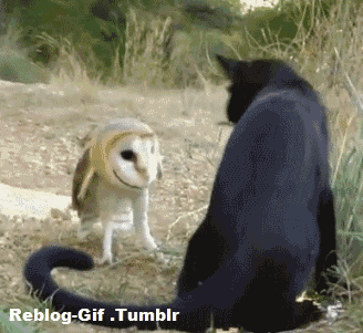 猫头鹰 猫咪 打架 搞笑