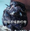 猫头鹰 我打你 搞笑 可爱