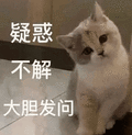 萌宠 猫星人 疑惑 大胆发问 呆萌 可爱