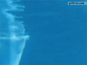 海豚 dolphin 玩耍 吐泡泡