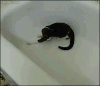 小猫 可爱 玩耍 萌宠
