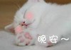 萌宠 猫星人 晚安 睡觉 呆萌 可爱