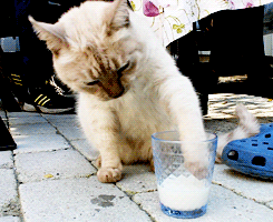 萌宠 猫咪 喝牛奶