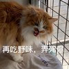 萌宠 喵星人 再吃野味我就弄死你 不许吃野味了 可爱 奶凶