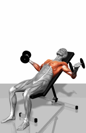 详细 健身 生活 动态 送给 科学 肌肉 图片 gif 冷知识