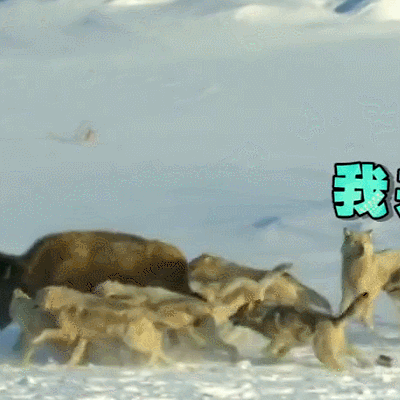 汪星人 狗狗 可愛 萌寵 狗