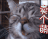 猫 卖个萌