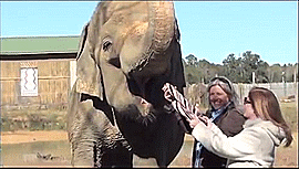 大象 elephant 拍照 玩耍