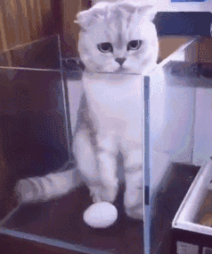 猫咪  玻璃箱  玩球  可爱  呆萌