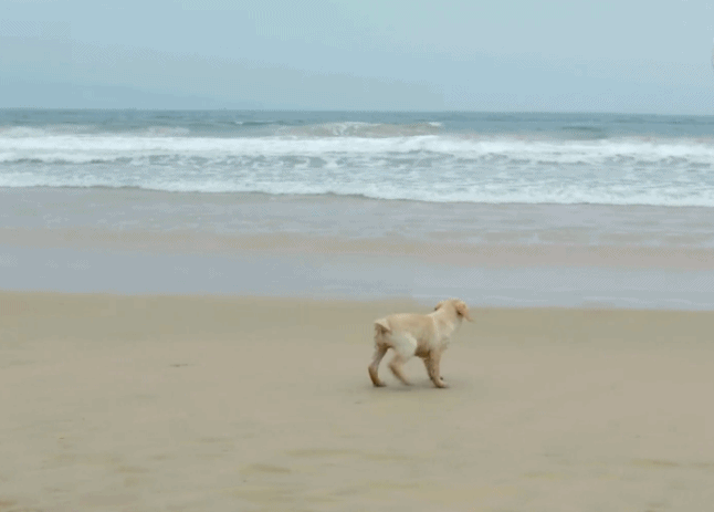 神犬小七2 沙滩 寻找 浪花