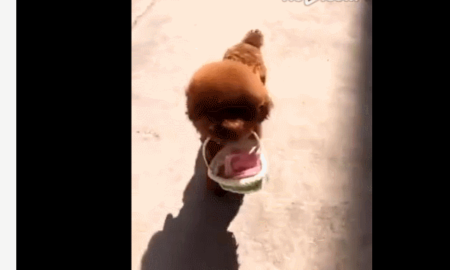 萌寵 狗狗 汪星人 萌 可愛
