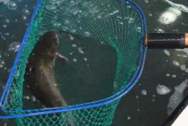 捞鱼 渔网 挣扎