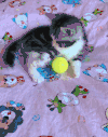 猫咪 喵星人 搞笑 可爱 淘气