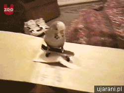 滑旱冰 鹦鹉 搞笑 roller skating