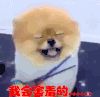 我会害羞的 撩 狗狗 小萌宠 美容
