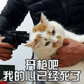 猫 喵星人 萌宠 开枪吧 我的心已经死了