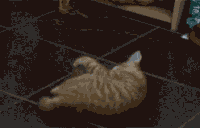 小猫咪 调皮 可爱 萌萌哒