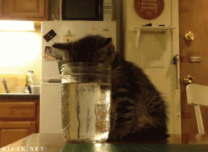 动物 可爱 喝水 猫咪