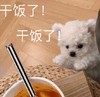 萌宠 汪星人 干饭了 开心 呆萌 可爱