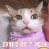 萌宠 喵星人 你吓到我了 赔钱 呆萌 可爱