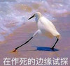萌宠 白鹭 在作死的边缘试探 试一试 呆萌 搞怪