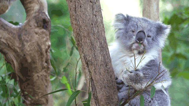 考拉 吃吃吃 呆萌 懒懒不想动 可爱 koala