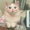 萌宠 猫星人 软萌 害羞 呆萌 可爱