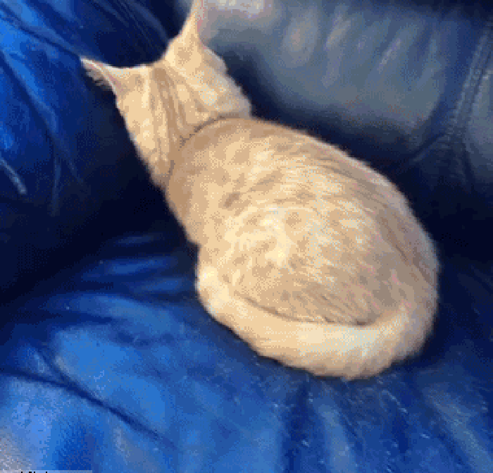 猫咪 可爱 动物 沙发