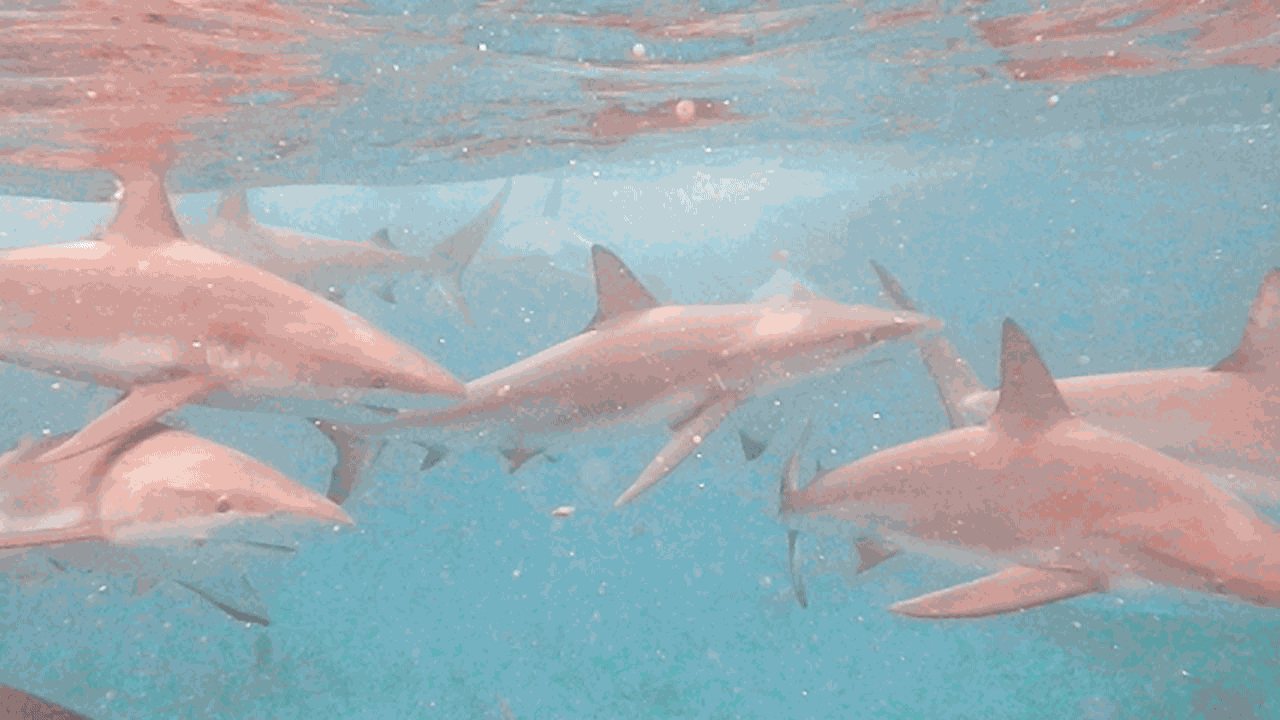 鲨鱼 shark 成群 海底